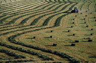 Field Farm